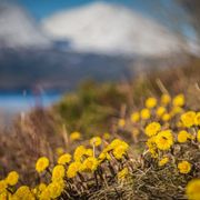 Foto av gule blomster med fjell i bakgrunnen