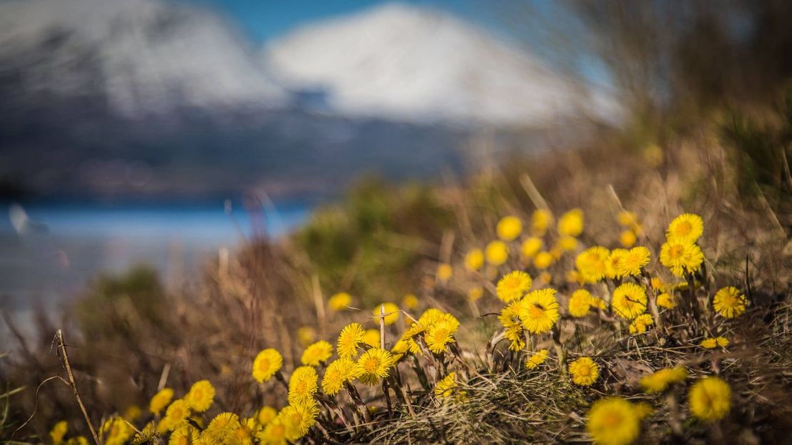 Foto av gule blomster med fjell i bakgrunnen